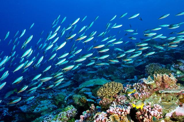 1757469880124535.jpg 海洋生態系統.jpg