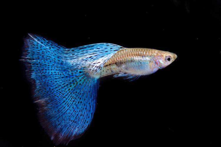 1762740052361583.jpg 觀賞魚.jpg